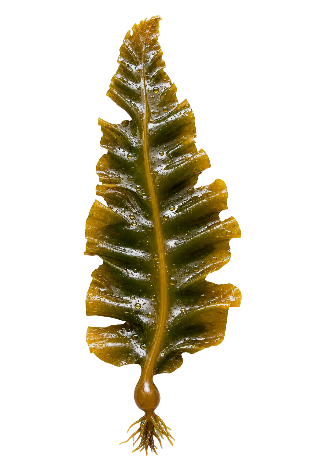 Giant kelp frond / 巨藻叶片