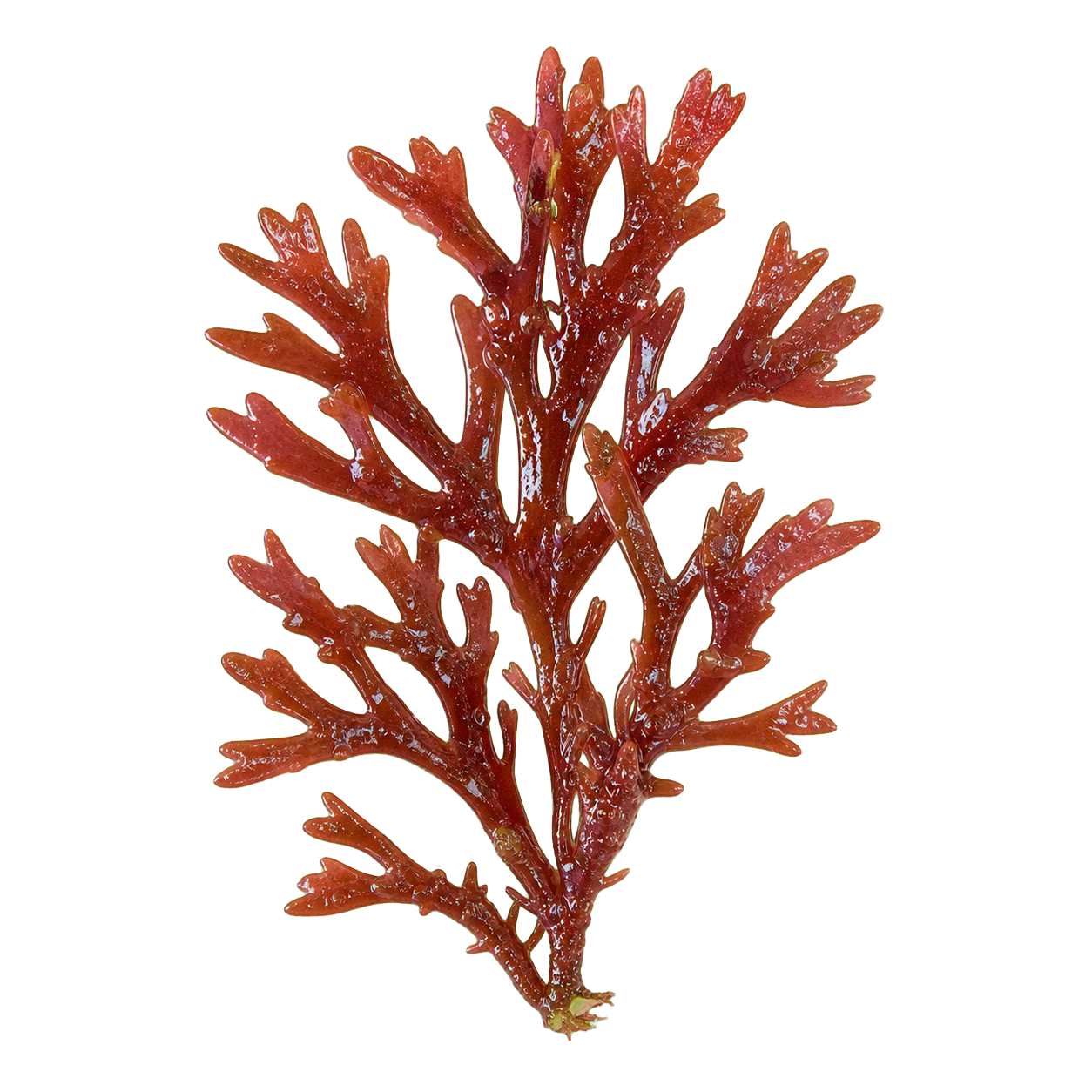 Red algae / 红藻