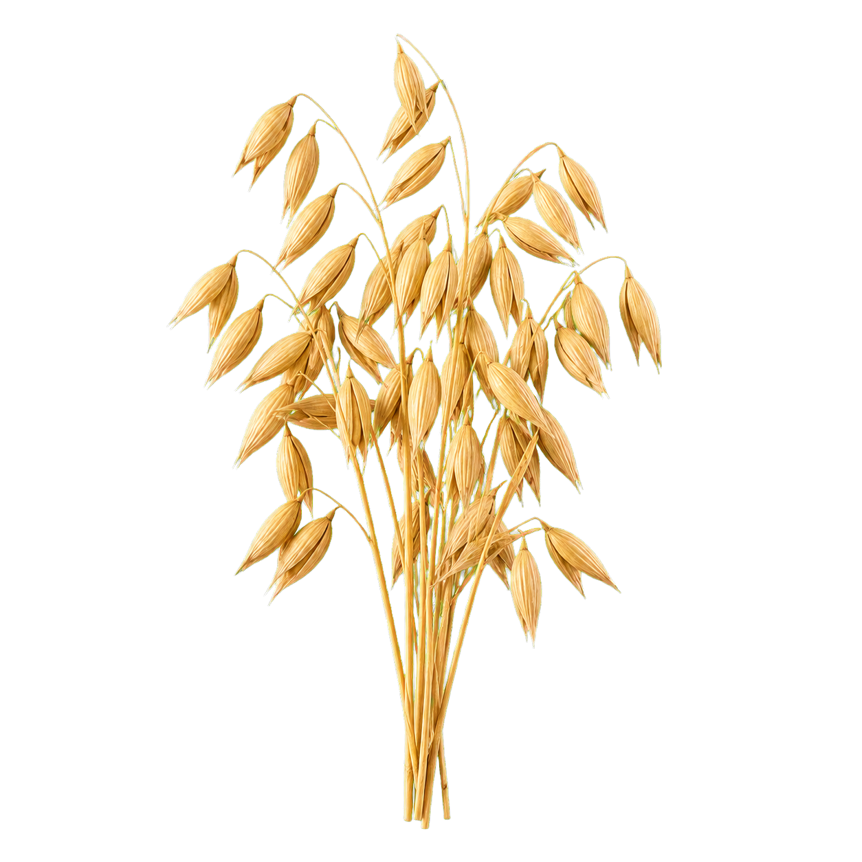 Oat ears cutout 燕麦穗透明扣图